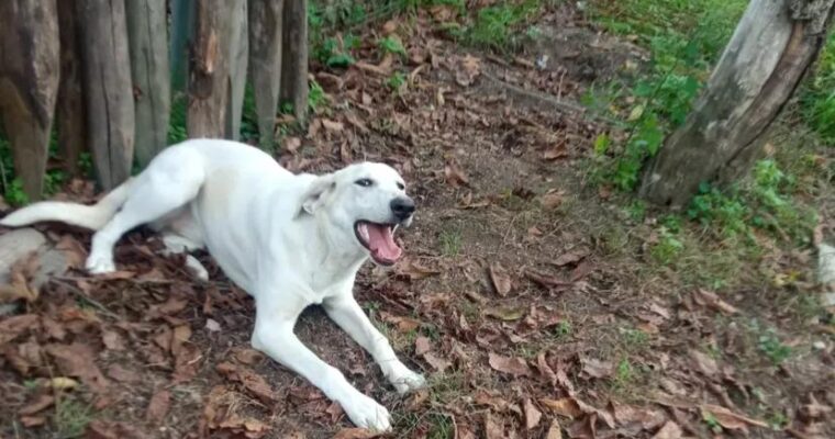 🐶 Perla – L’ultima della cucciolata