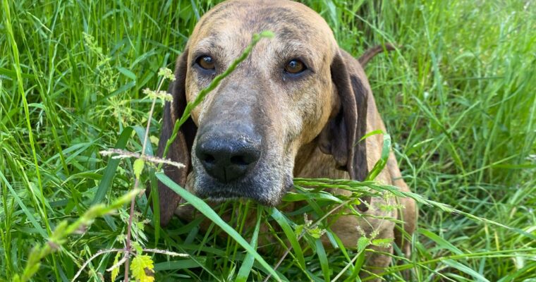 🐶 Luca – Il segugio dal cuore libero e il mantello da tigre